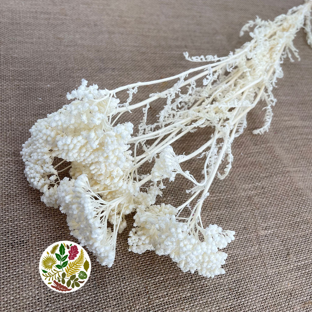 Achillea 'Parker' (Bleached) (DRY)