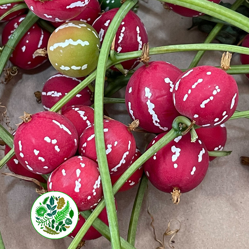 Diplocyclos Palmatus &#39;Red&#39; (Striped Cucumber) (Per Tray)