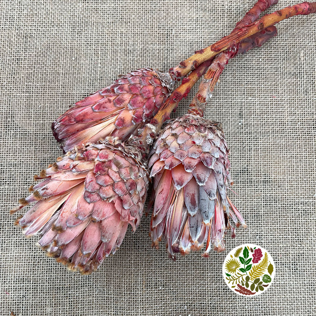 Protea &#39;Barbigera&#39; (Flower) (DRY) (Natural Red) (x3)