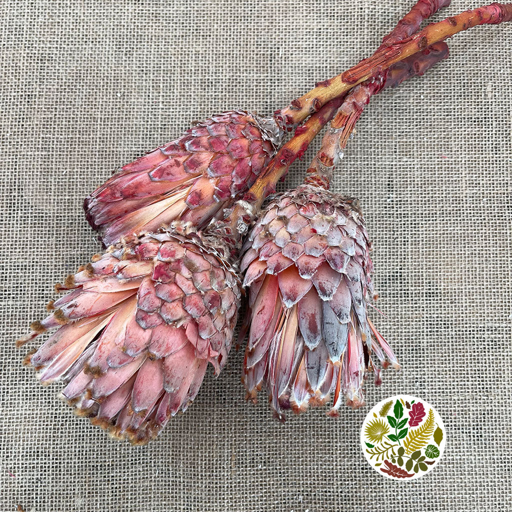 Protea 'Barbigera' (Flower) (DRY) (Natural Red) (x3)