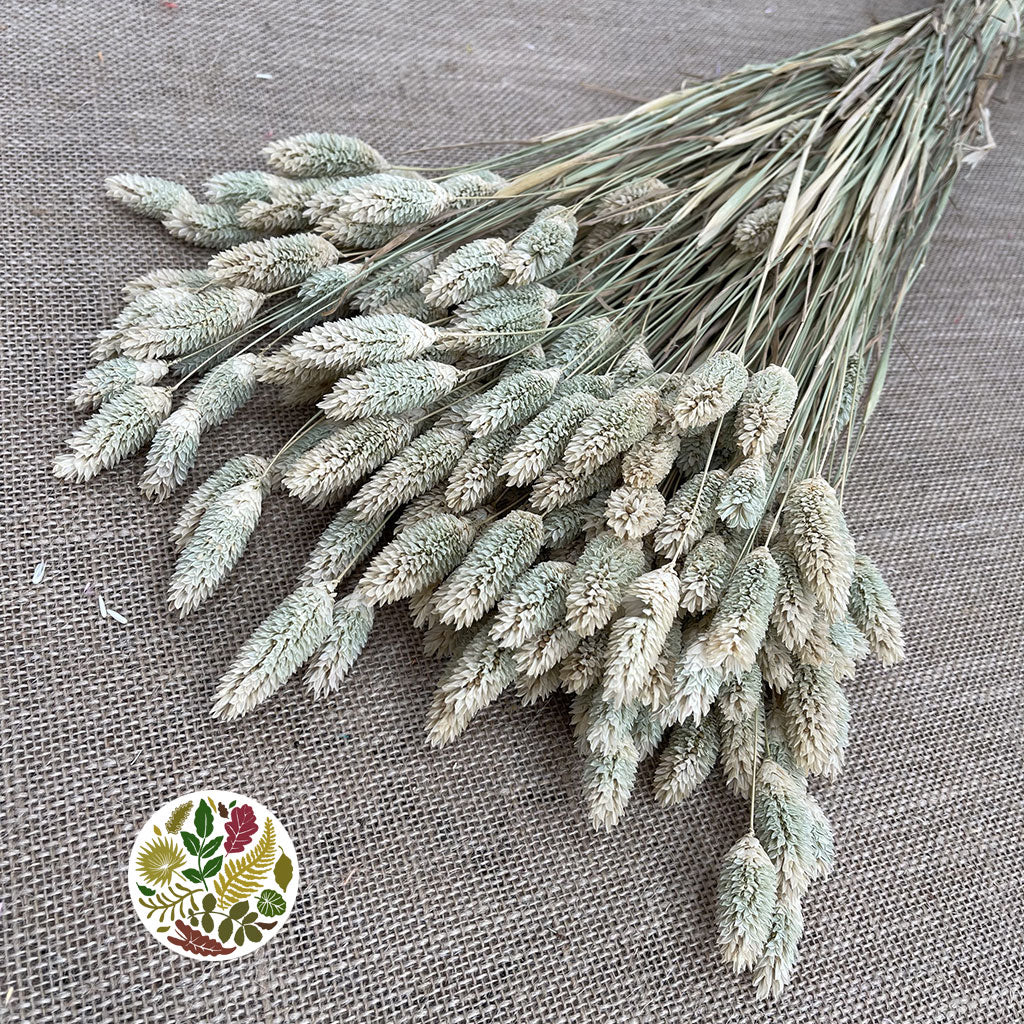 Grass 'Phalaris' (Natural) (DRY) 60cm