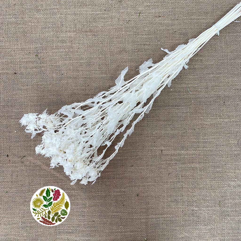 Bidens Carthamus 'Flower' (Bleached) (DRY)