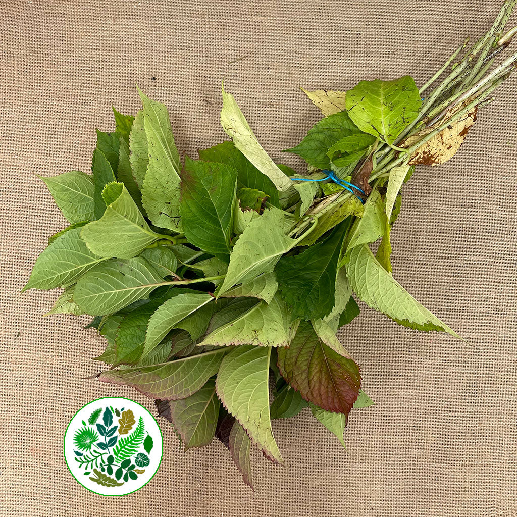 Hydrangea Foliage small bunch (English)
