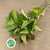 Hydrangea Foliage small bunch (English)