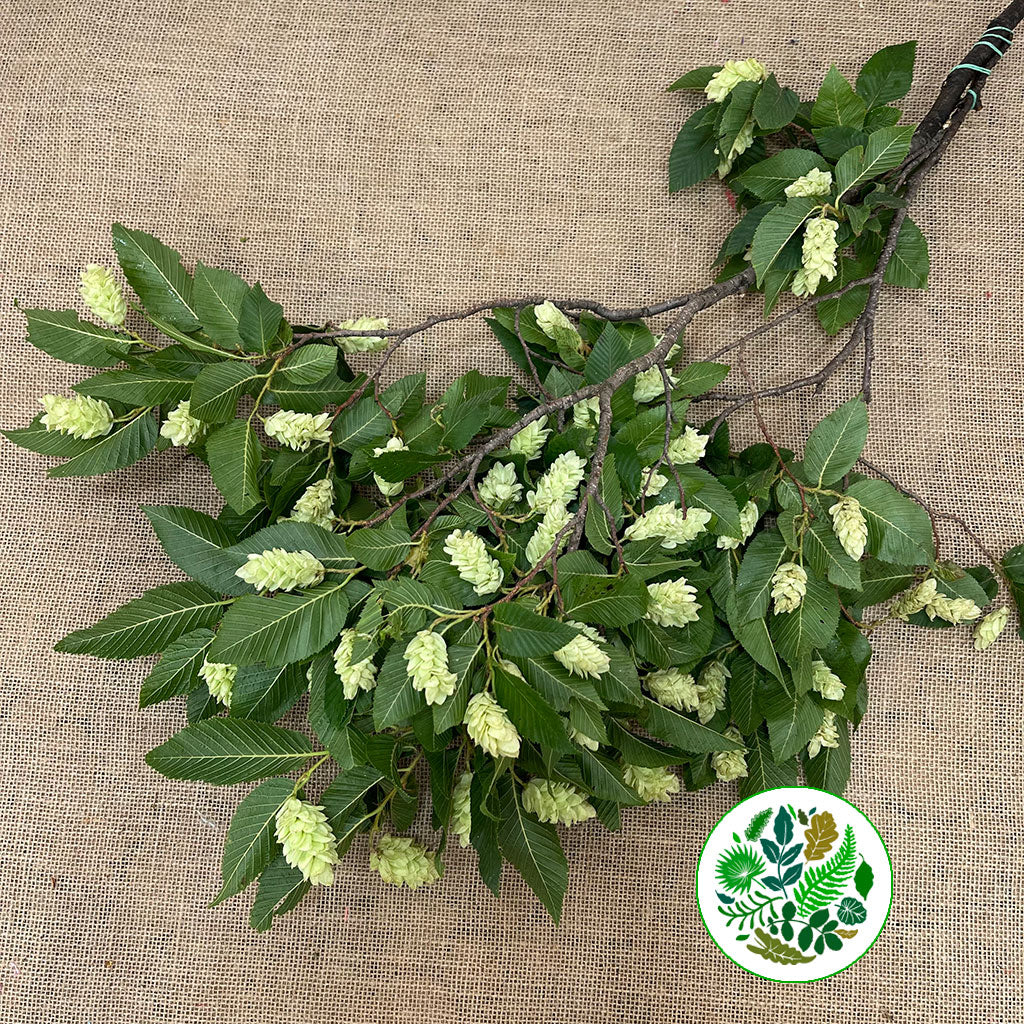 Carpinus &#39;Betulus Flowering&#39; (300g)