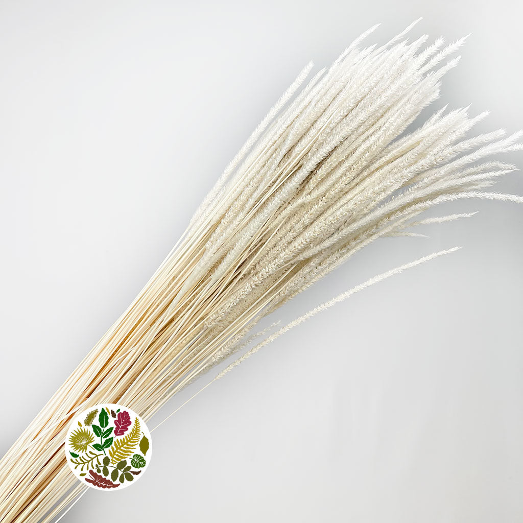 Grass 'Blades' (Bleached) (DRY) (100g)