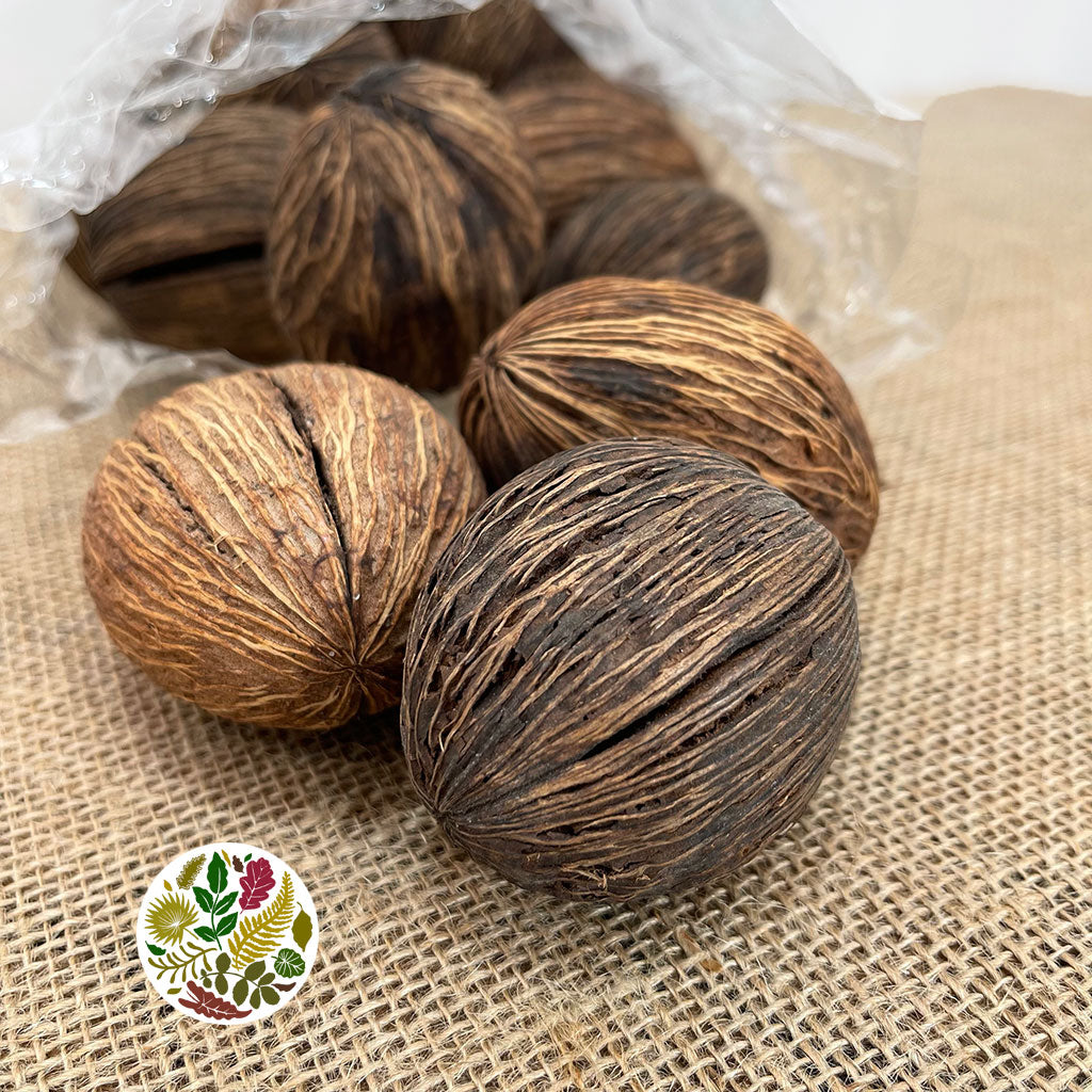 Pods 'Mintola' (Natural) (DRY) (Small) (x20)