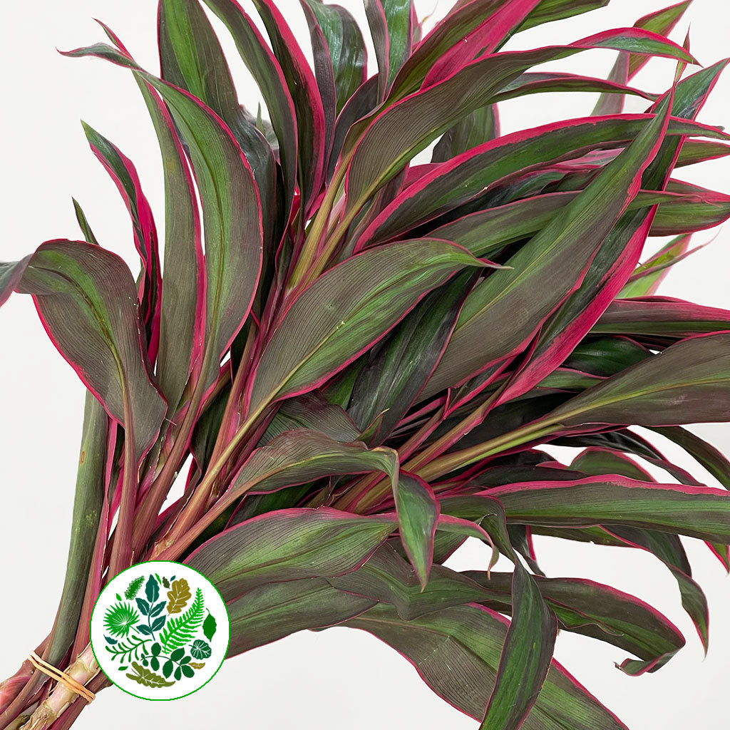 Cordyline Tips &#39;Baby Doll&#39; 60cm (x5)