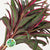 Cordyline Tips 'Baby Doll' 60cm (x5)