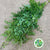 Thalictrum 'Foliage' (Cultivated E) (x10)