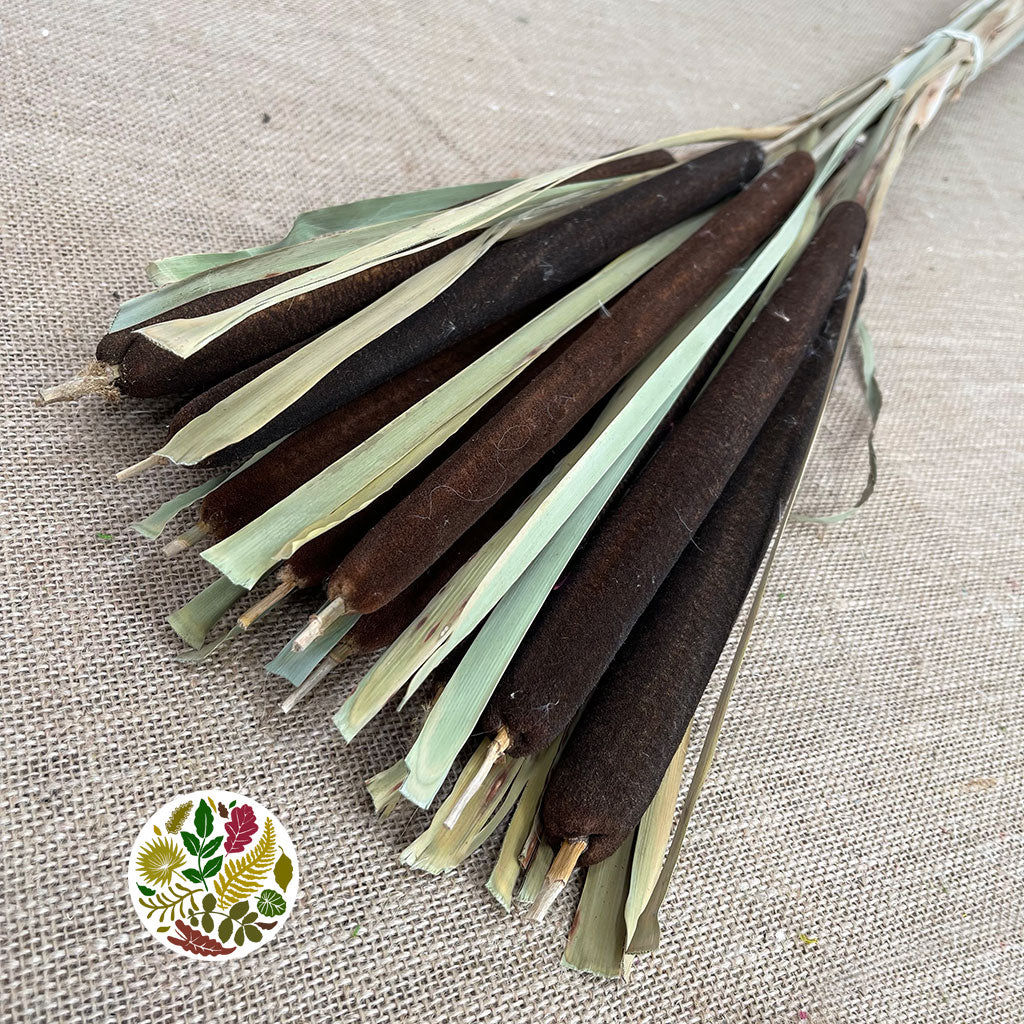 Grass &#39;Typha&#39; (Bull Rush) (DRY) (Natural) 110cm (x10)