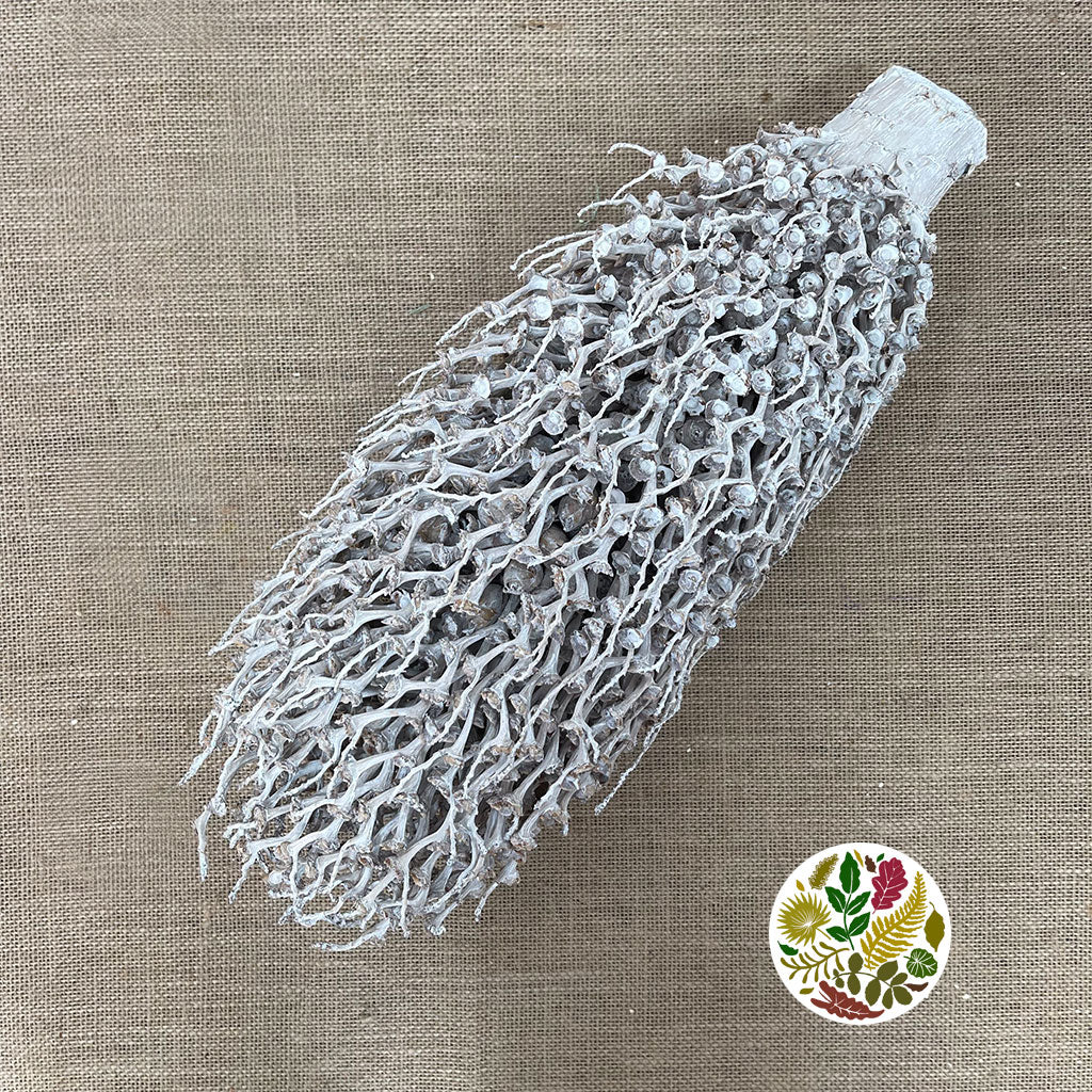 Tocha 'Olympica' (White Wash) (DRY)