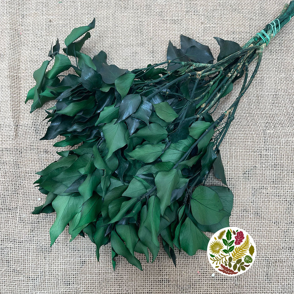 Ivy &#39;Green&#39; (Presserved) DRY 40-50cm (150g)