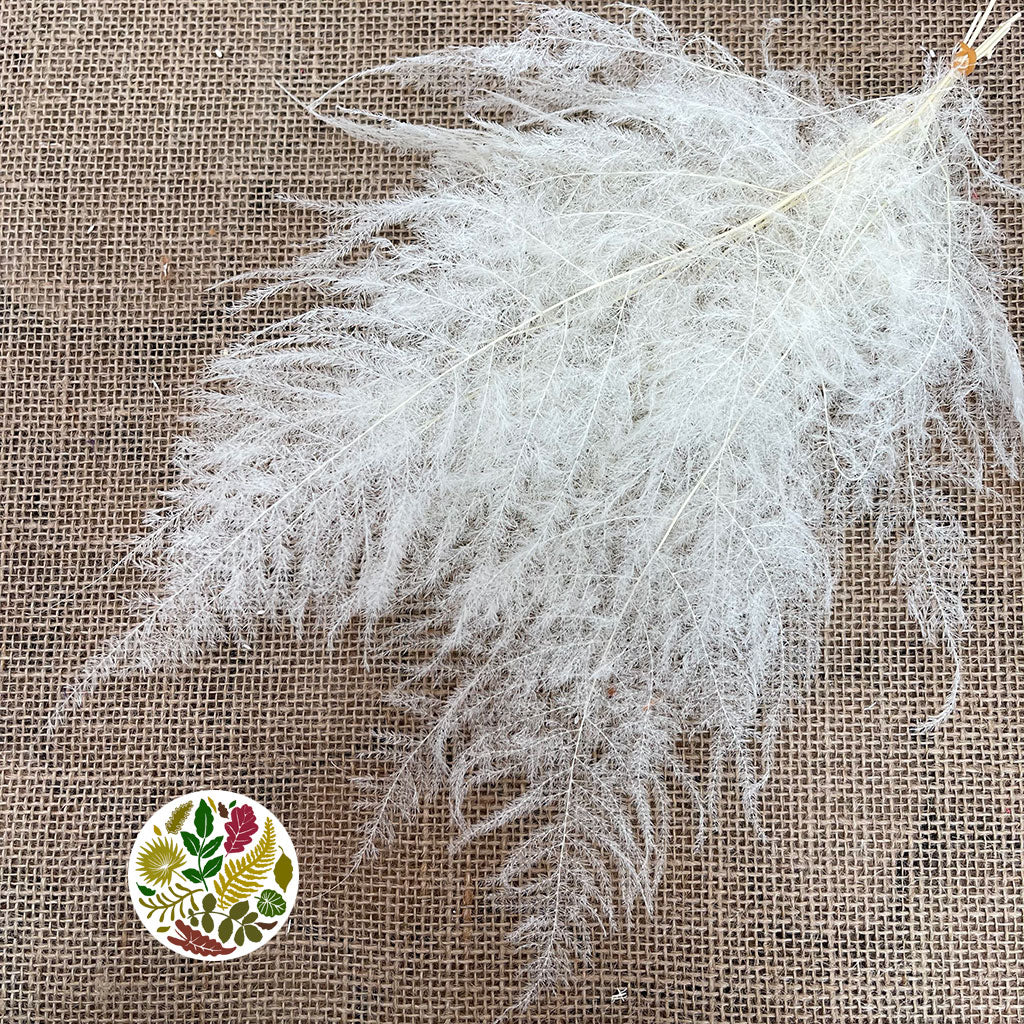 Asparagus (Bleached) (White) (DRY) 30cm (x5)