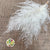 Asparagus (Bleached) (White) (DRY) 30cm (x5)