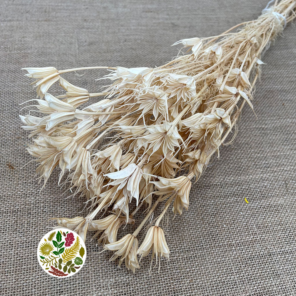 Nigella &#39;Orientalis&#39; (Bleached) (DRY)