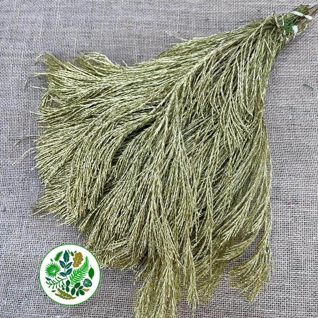 Conifer Mammoet (Gold) Painted