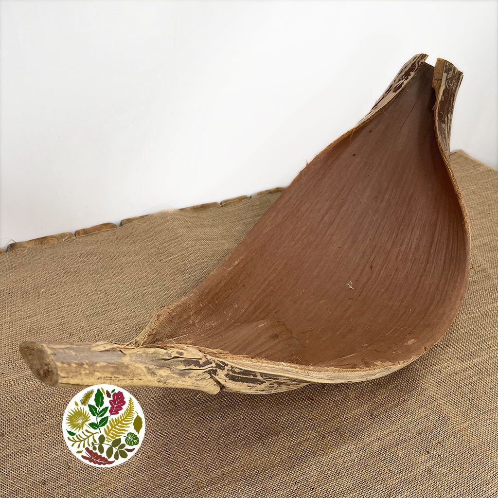 Coconut 'Galara Big' (Natural) (DRY)