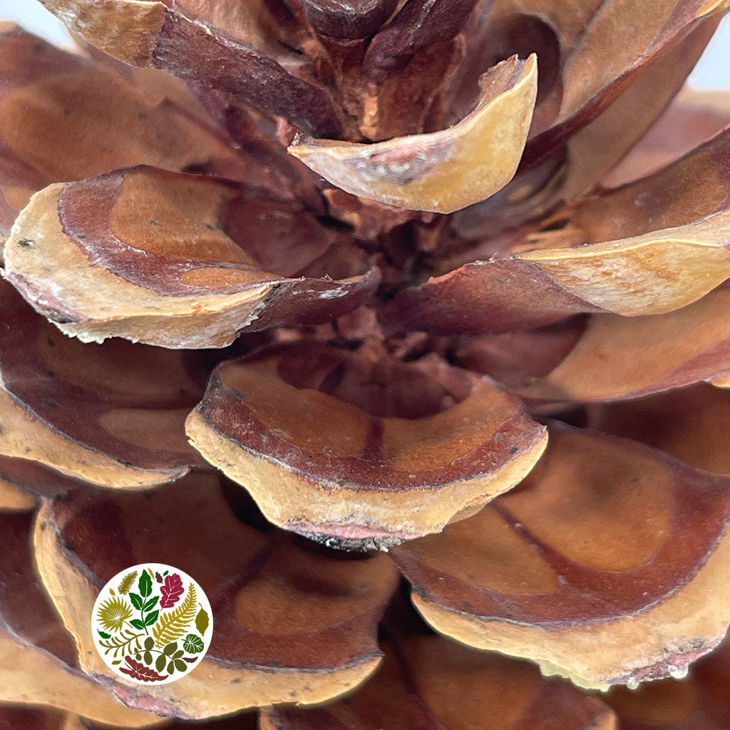 Cones 'Sugar' (DRY) (Large)