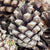 Silvester Natural 5kg Cones DRY