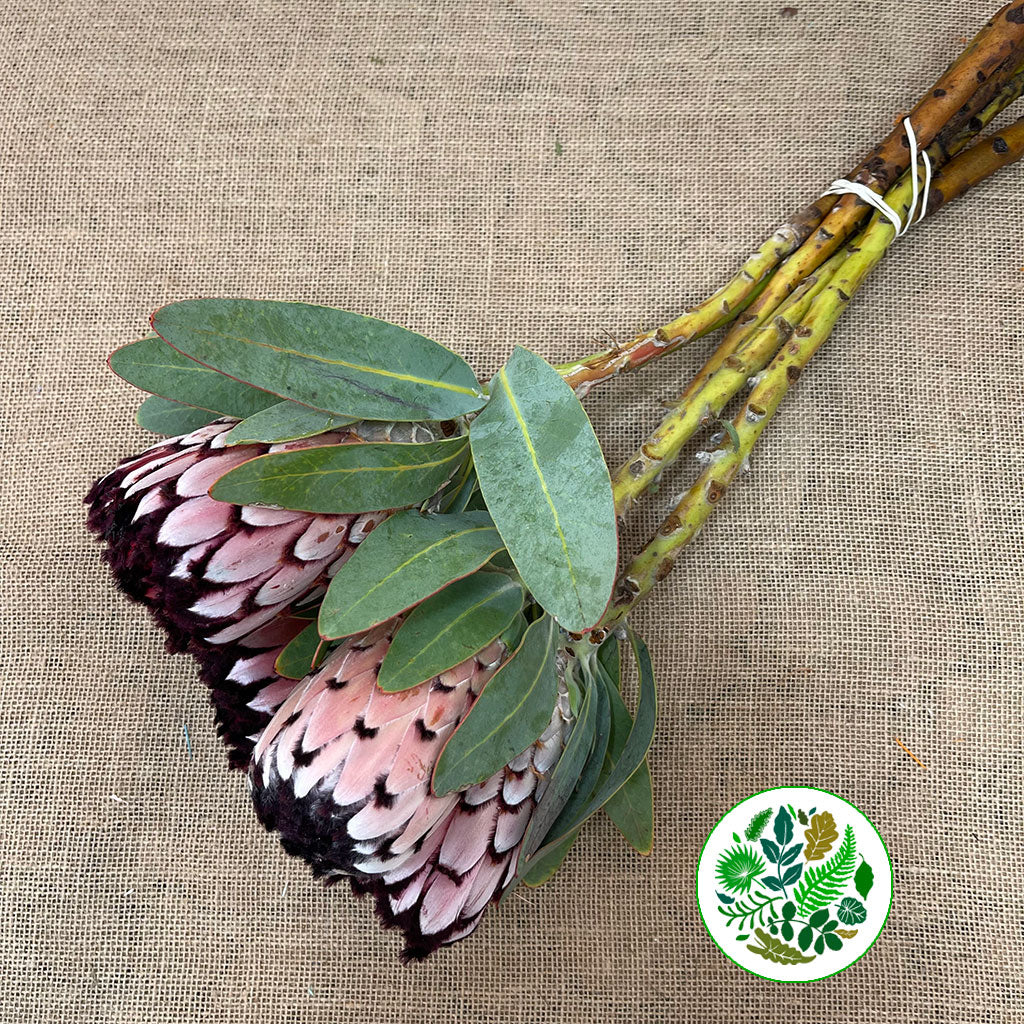 Protea &#39;Barbigera&#39; (Didi) 50cm (Per Stem)