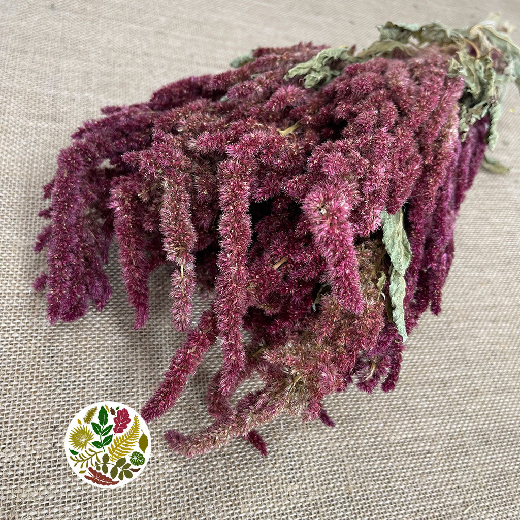 Amaranthus &#39;Flower&#39; (Natural Red) (DRY) 50cm