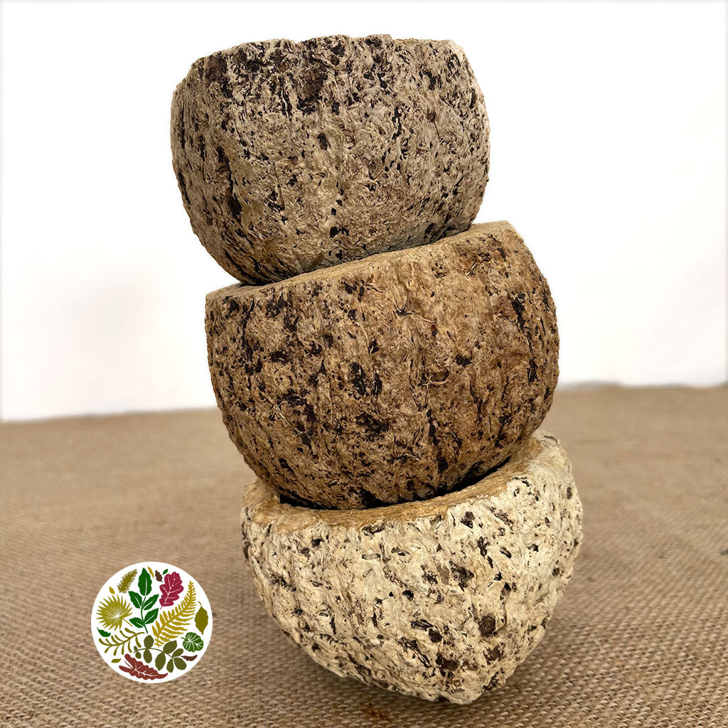 Coconut &#39;Ourico&#39; (Natural) (DRY) (D10cm)