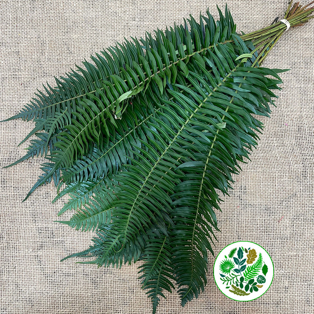 Fern 'Sword Fern' (Africa) Various Sizes (x25)
