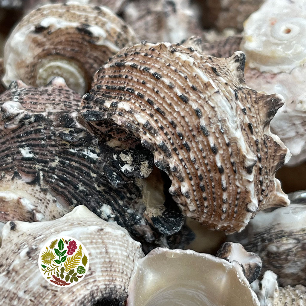 Shells (Delphinula Laciniata) 500g