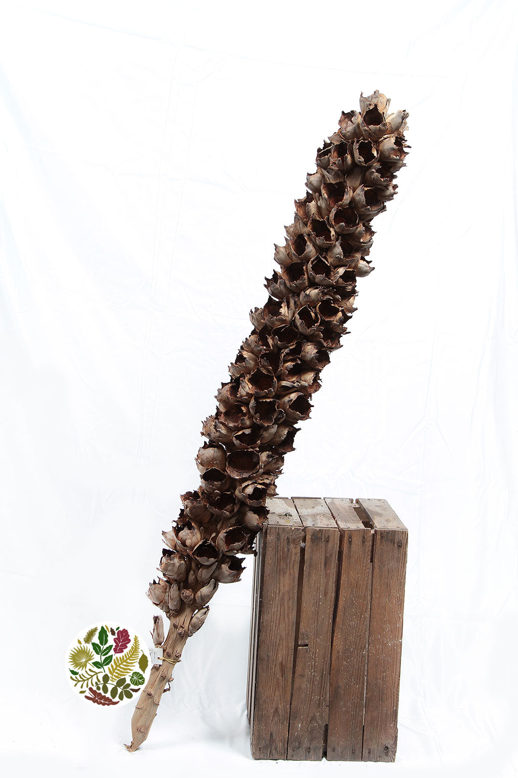 Coco 'Torch' (DRY) 2m