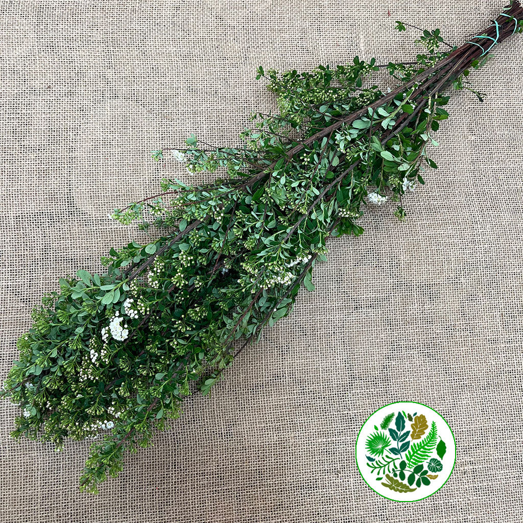 Spiraea 'Cultivated'