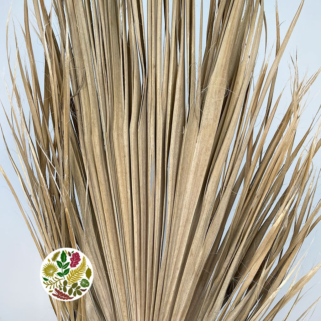 Palm &#39;Washingtonia&#39; (DRY) XL 2m (Per Stem)