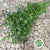 Mint 'Spearmint' (Cultivated E) (x20)