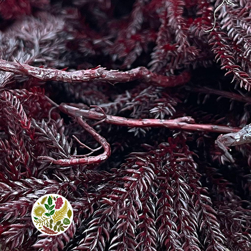 Moss 'Erica' (Red) (DRY) (500g)