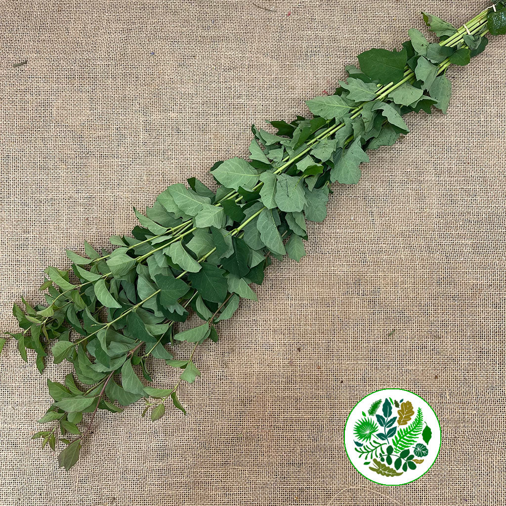 Snowberry &#39;Foliage&#39; (Cultivated E) (x10)