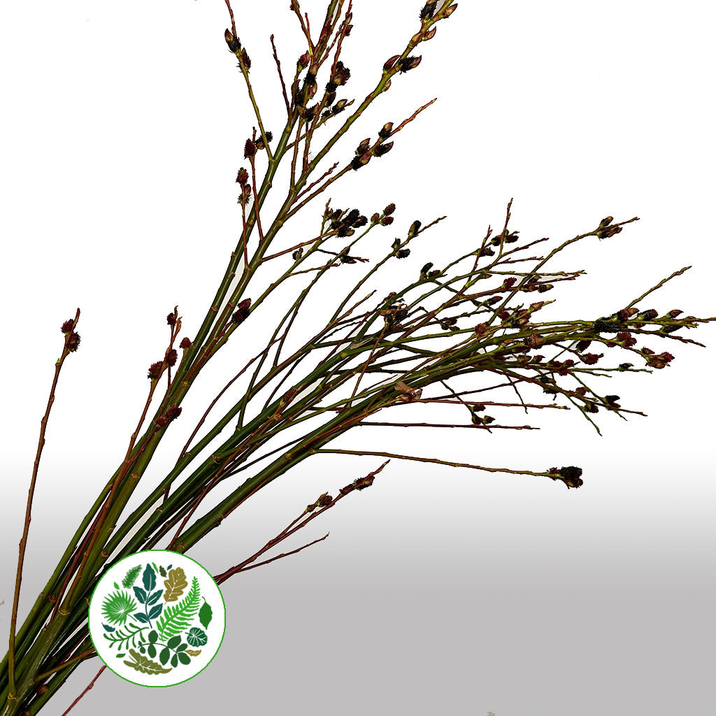 Pussy Willow 'Melanostachys' (Black) 120cm (x10) E