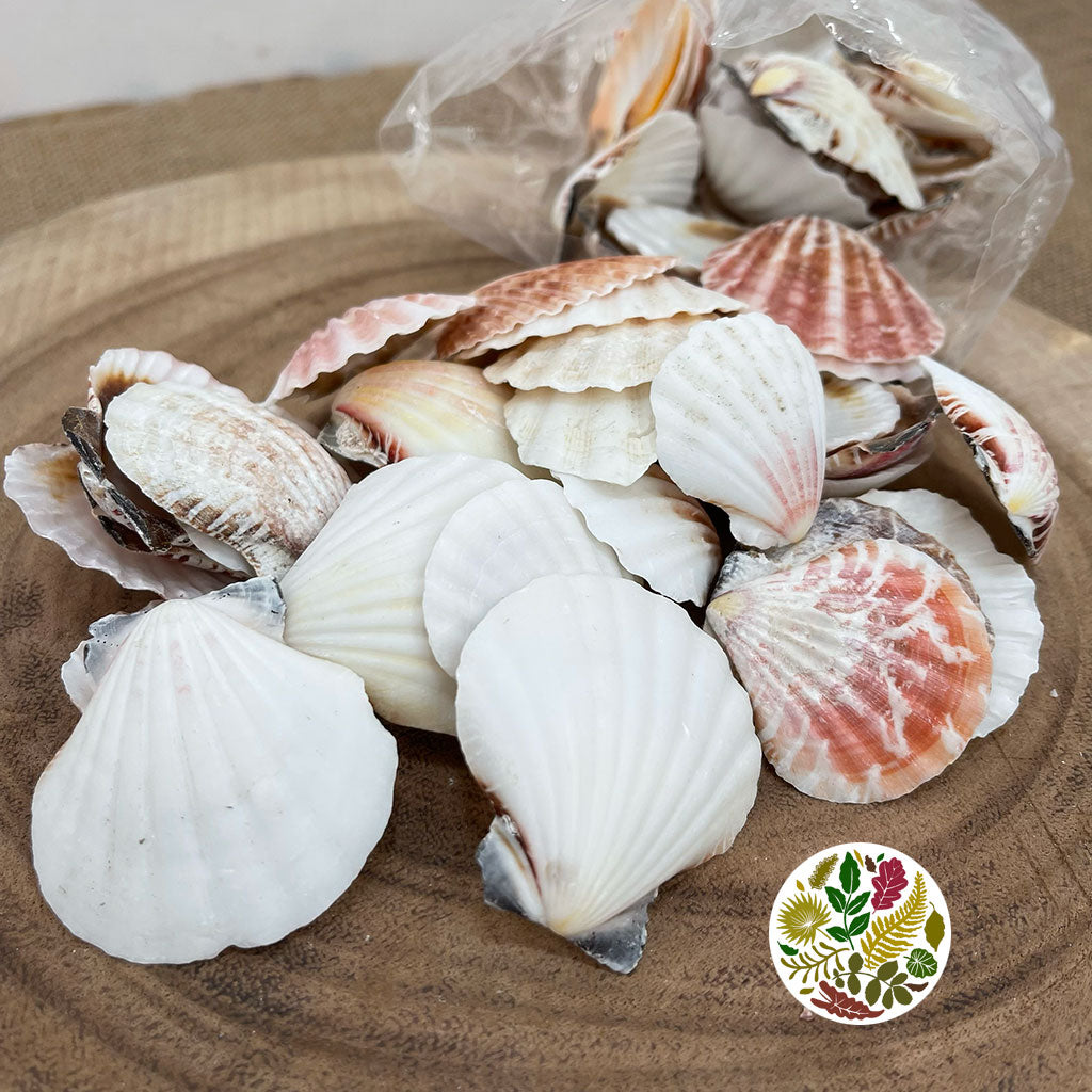 Shells Pecten Vexillum Small Bag
