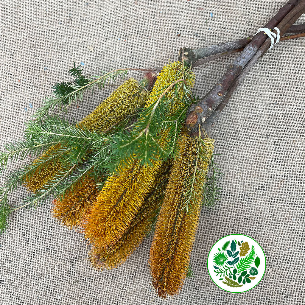 Protea 'Banksia' (Ericifolia) 40cm (Per Stem)