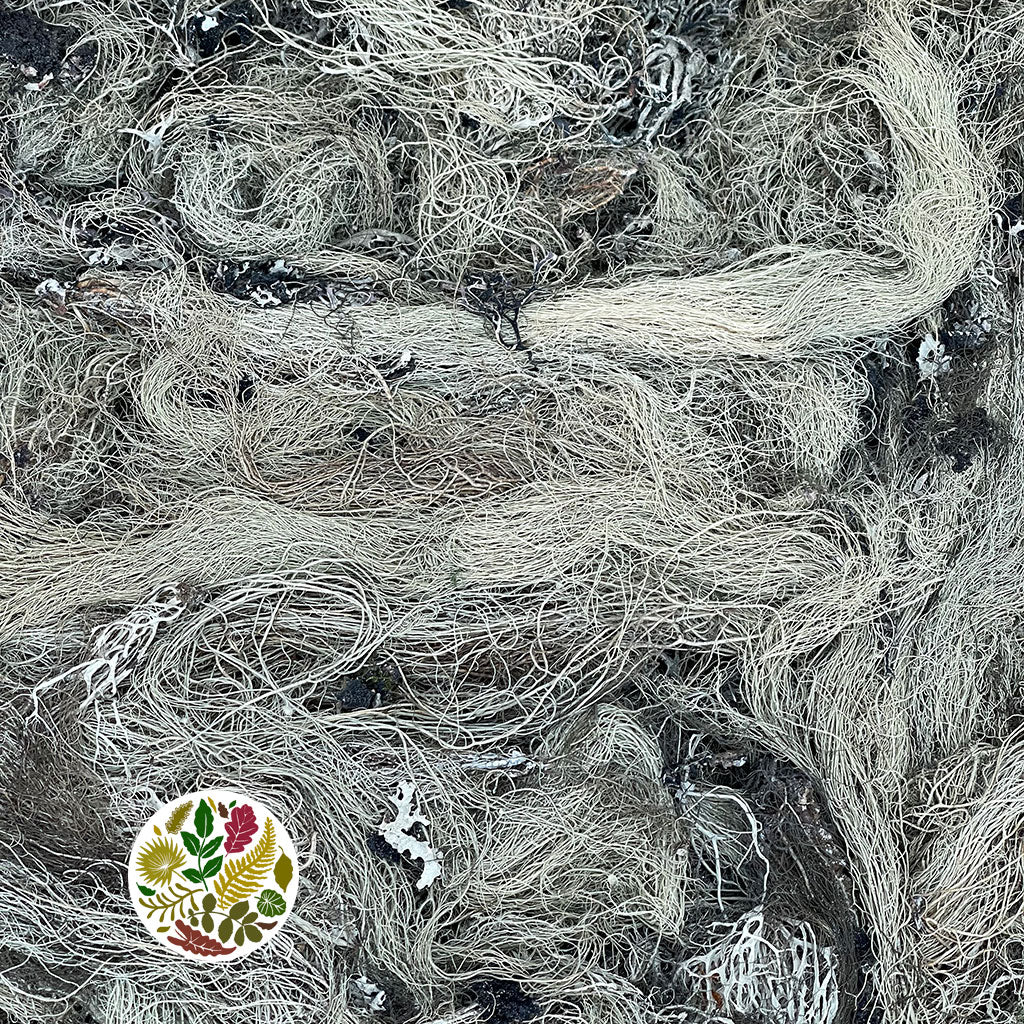 Moss 'Boom Moss' (DRY) (1Kg)