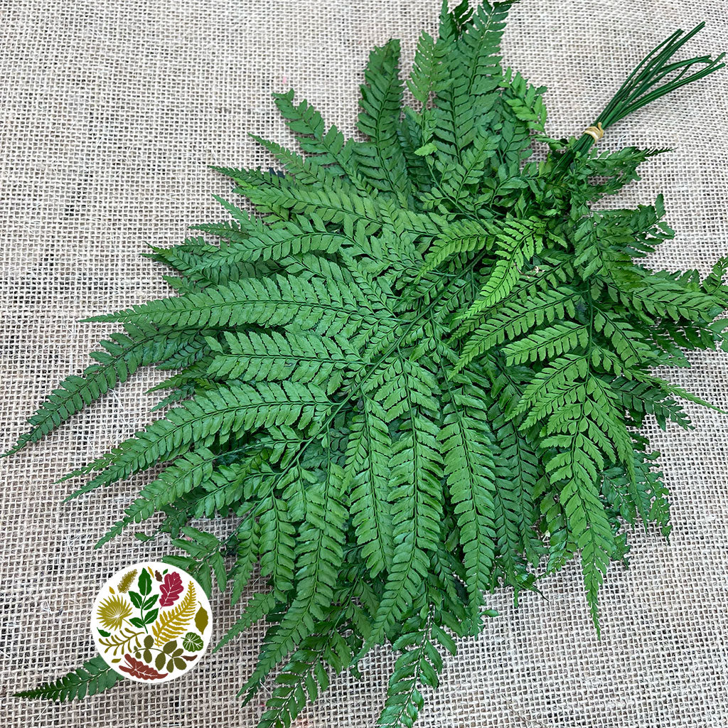 Fern &#39;Leather Leaf&#39; (Preserved) (Green) (DRY)