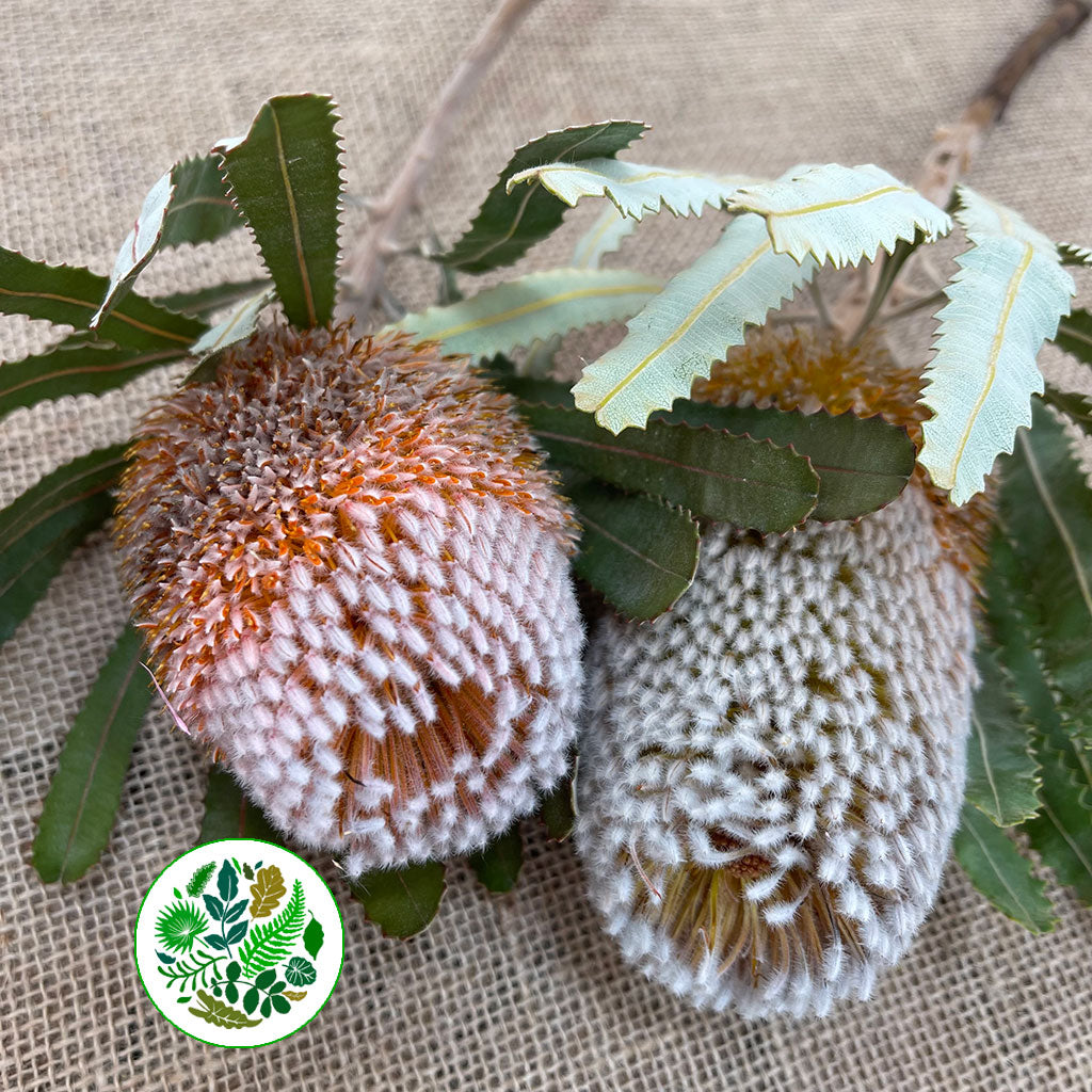 Protea &#39;Banksia&#39; (Burdettii) 40cm (per stem)