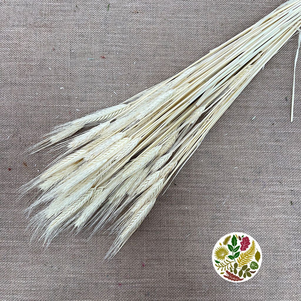 Grass 'Hordeum' (Bleached) (DRY) (200g)