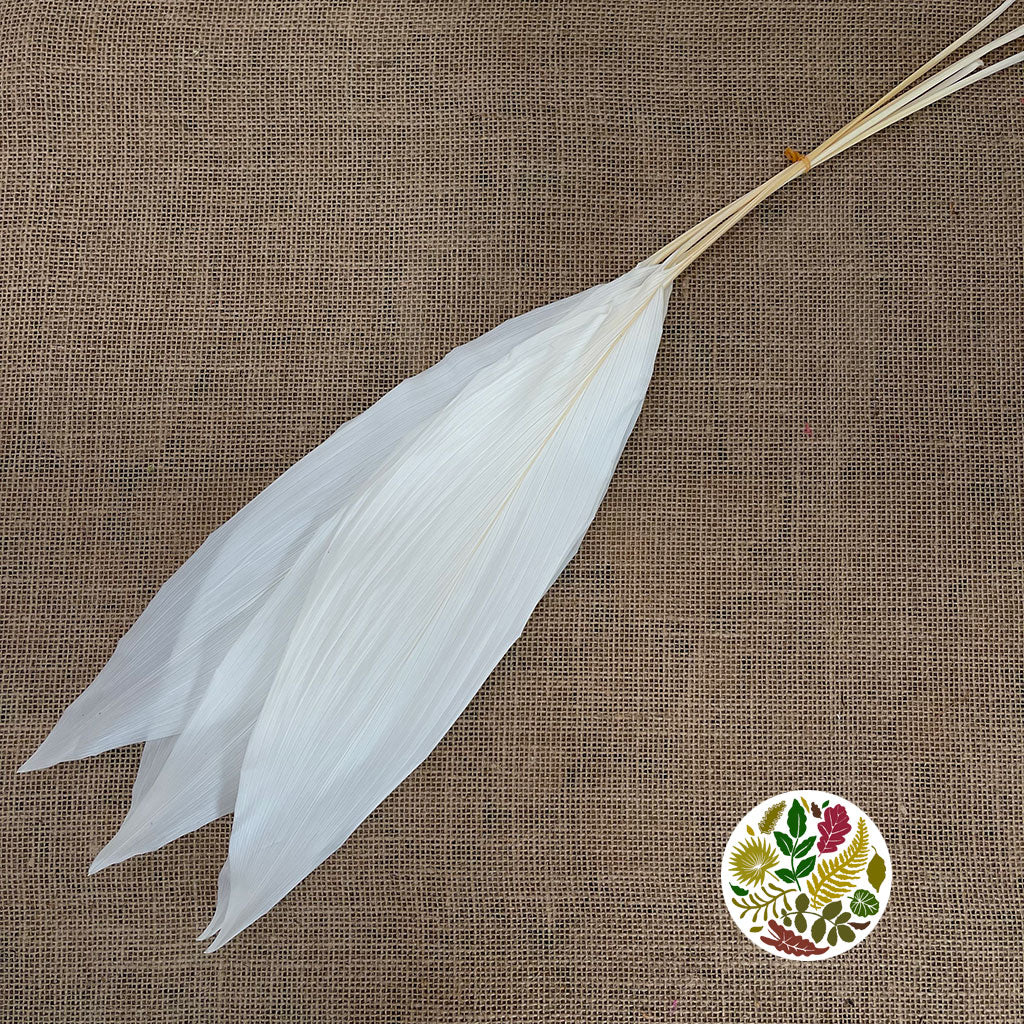 Aspidistra (Bleached) 70cm (x5)