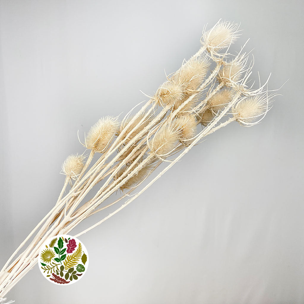 Thistle (Bleached) (White) (DRY) XXL (Bunch) 70cm