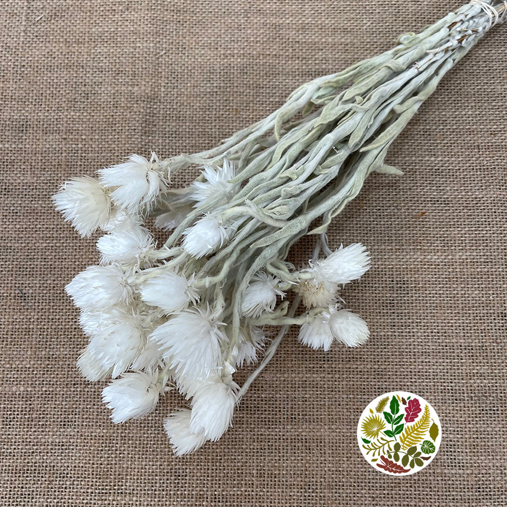 Helichrysum &#39;Capsbloom&#39; (Bleached) (DRY)