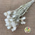 Helichrysum 'Capsbloom' (Bleached) (DRY)
