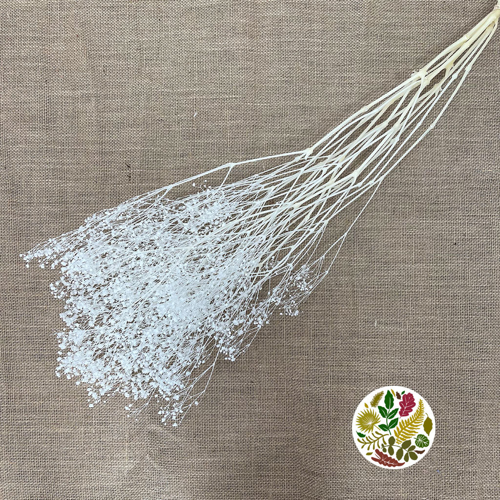 Gypsophila (Bleached) DRY (White)