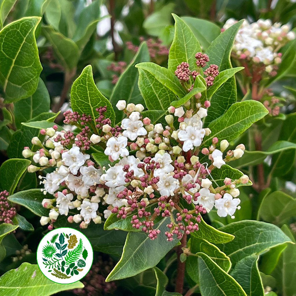 Viburnum &#39;Flowering&#39; (Cultivated E) (x5 stems)