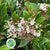 Viburnum 'Flowering' (Cultivated E) (x5 stems)