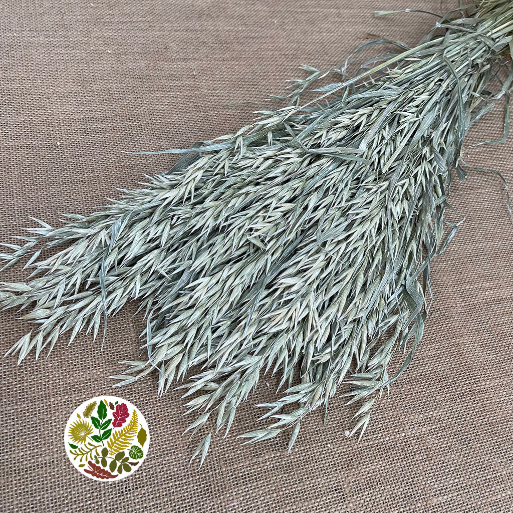 Grass &#39;Oats&#39; (Avena) (Frosted White) (DRY)